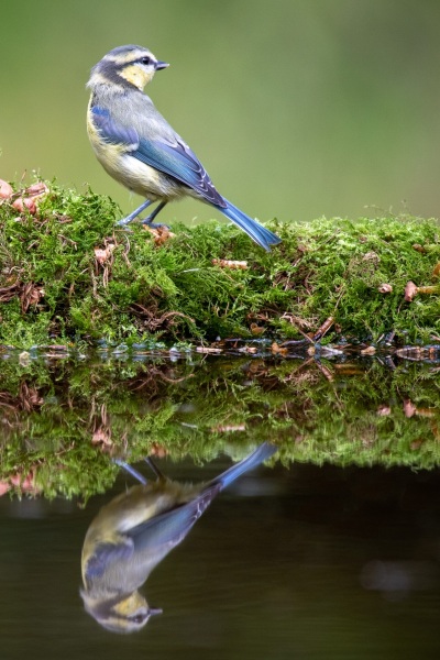 Bue tit reflection