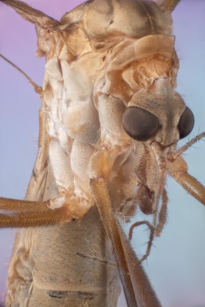 Cranefly