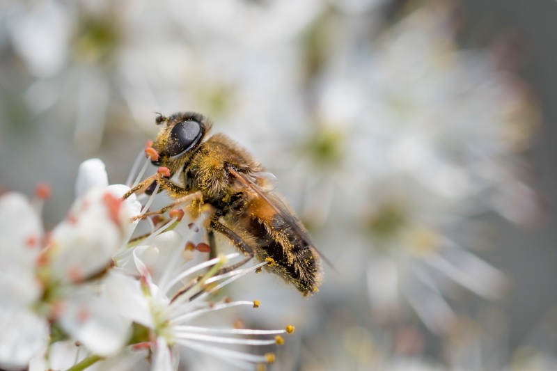 Hoverfly Syrphus ribesii