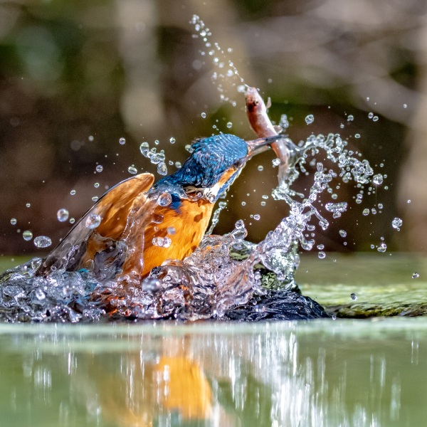 Kingfisher